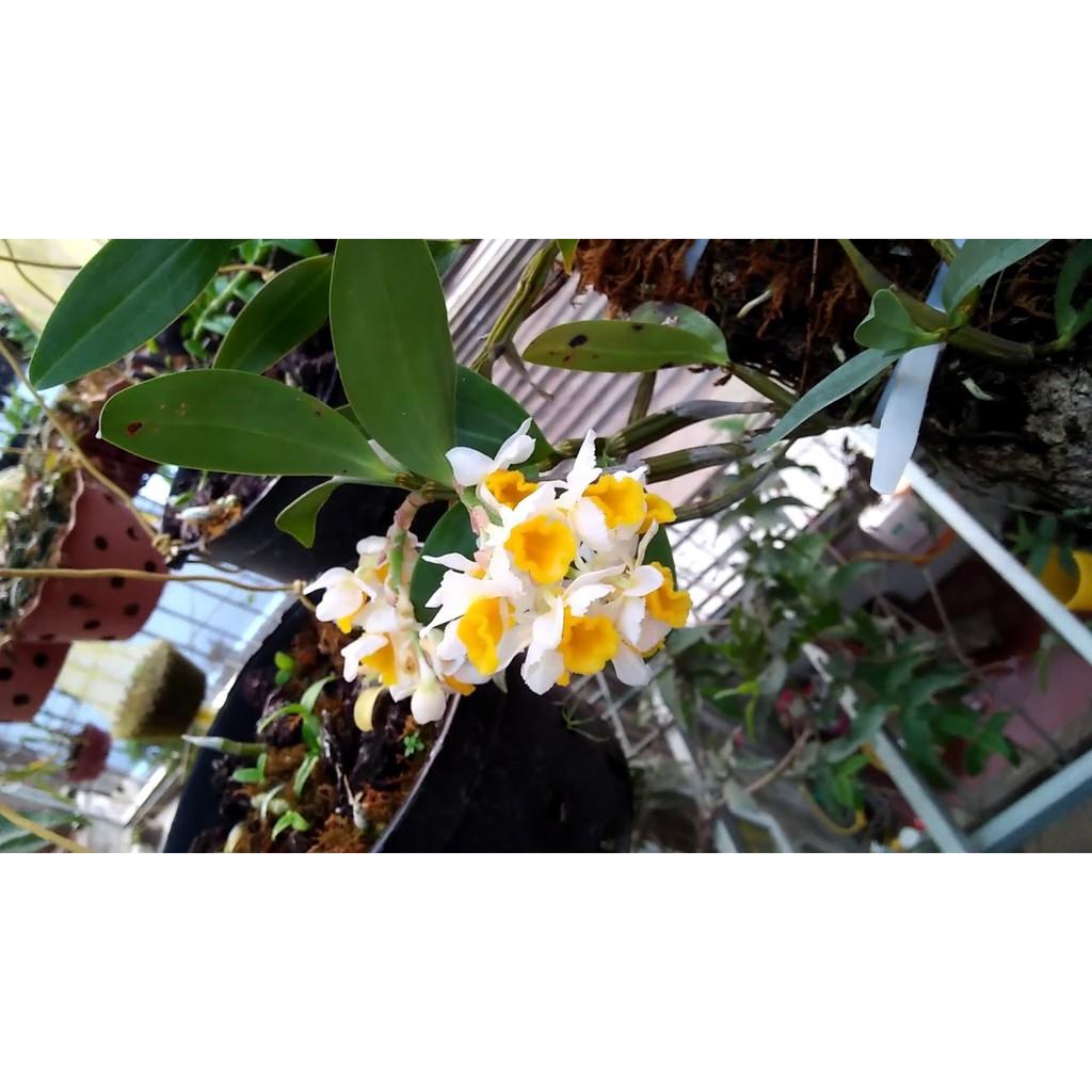 CHẬU LAN KIỀU VUÔNG,DÒNG LAN THỦY TIÊN