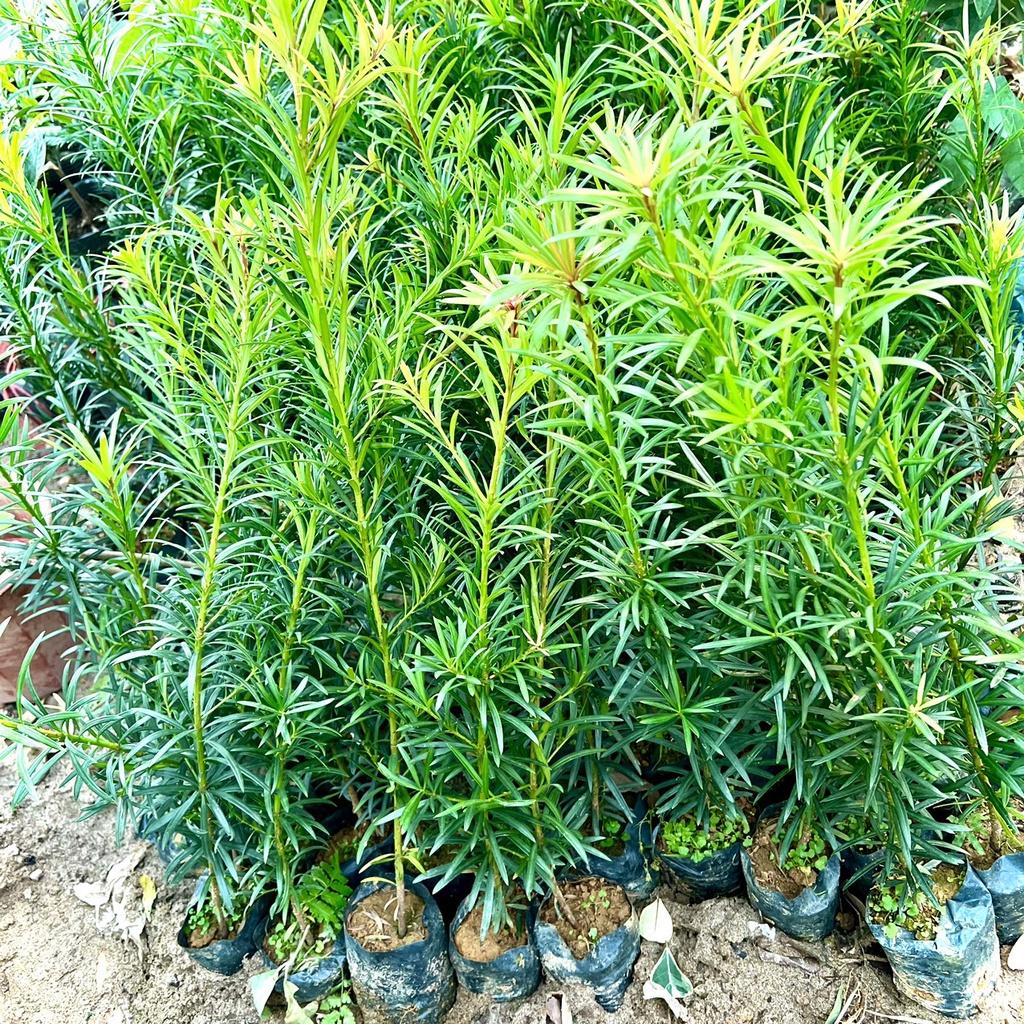 Cây tùng la hán giống cao 50 cm .