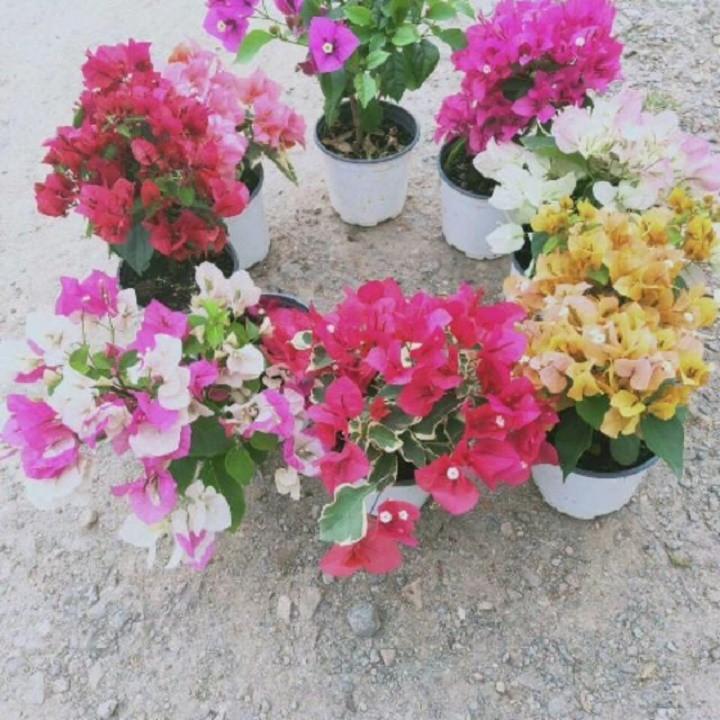 Chậu hoa Giấy trăng phớt hồng siêu hoa