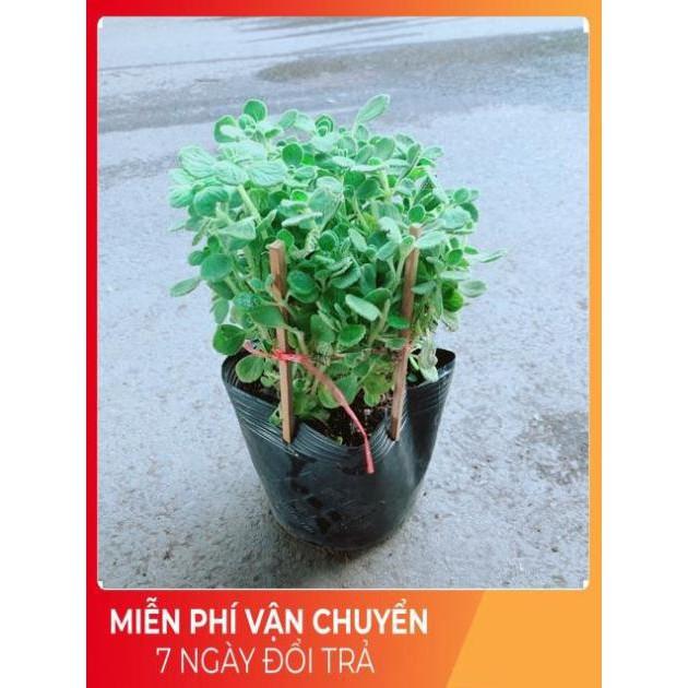 Nhất Mạc Hương  kèm chậu sứ