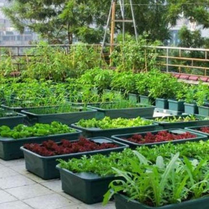 Phân Lân Hữu Cơ Humic Khử Chua Hạ Phèn Chuyên Rau Màu