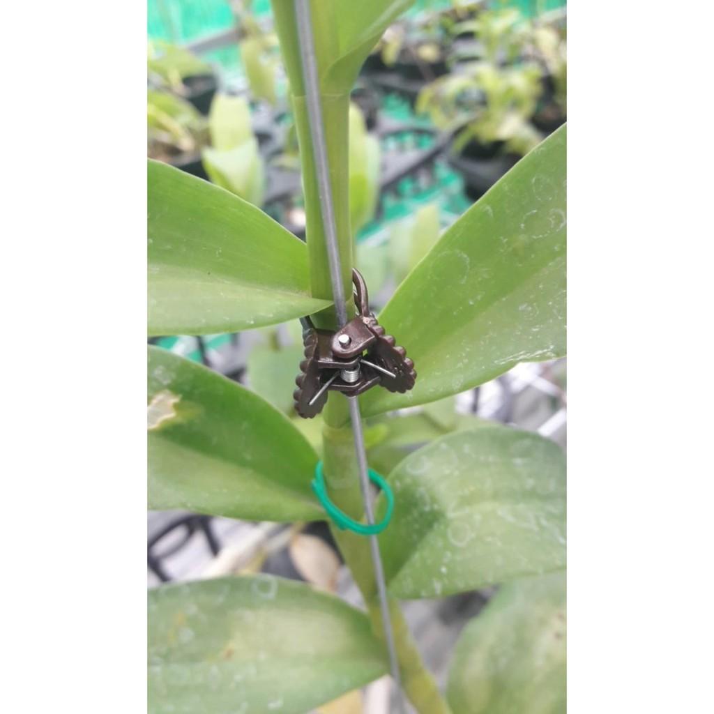 50 kẹp hoa lan hình bướm