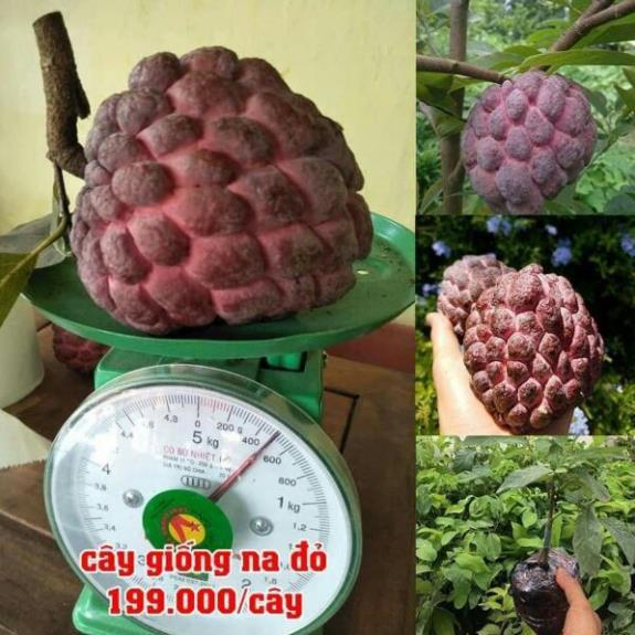 Giống na đỏ cao sản