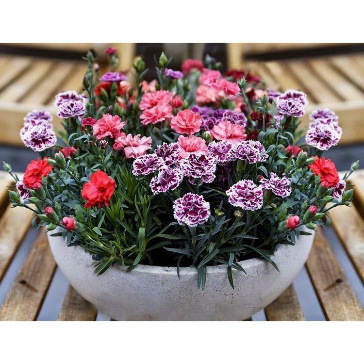 Combo 5 gói hạt giống hoa các loại dễ trồng – tặng 1 phân bón