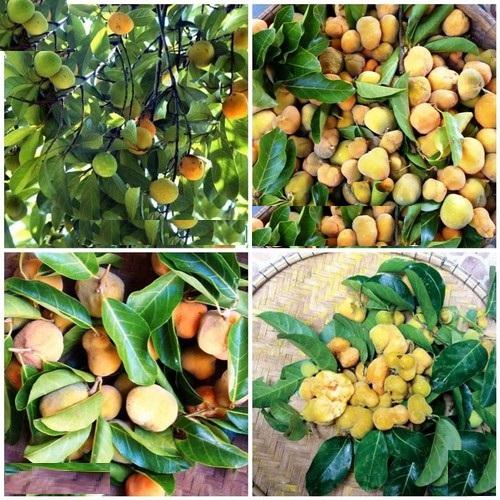 Cây chay, cây chay giống, cây đẹp, giống chuẩn