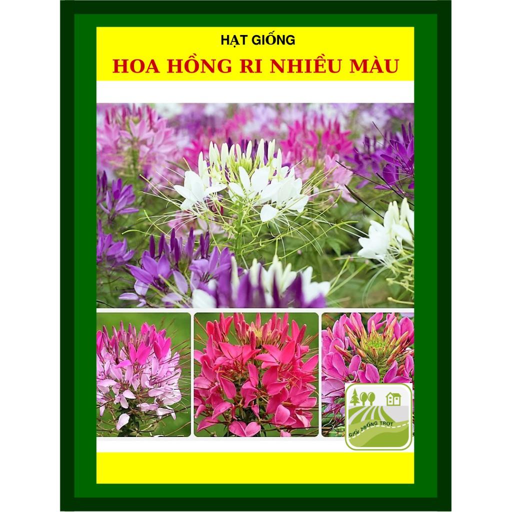 Hạt Giống Hoa Hồng Ri Nhiều Màu 10 Hạt