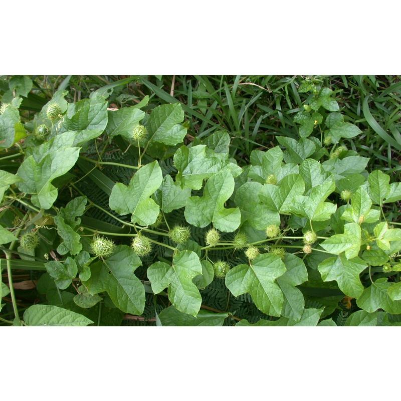 500gr đọt non lạc tiên tươi sạch - hàng nhà trồng
