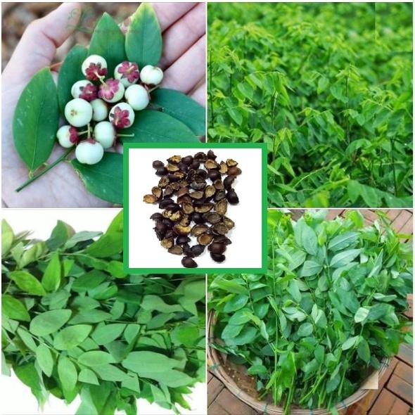 Combo 3 gói hạt giống rau bồ ngót -gói 0,1 gram-tặng kèm gói phân bón lót