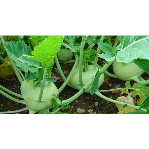 Hạt Giống Su Hào Xanh Chịu Nhiệt -