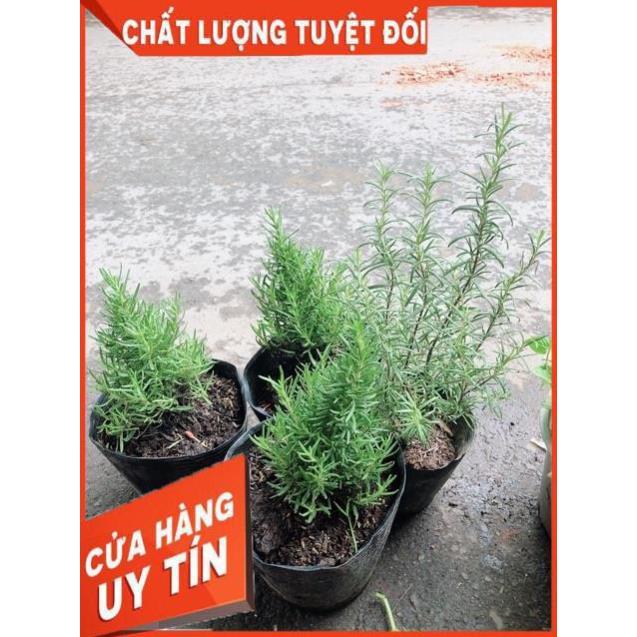 Cây Hương Thảo