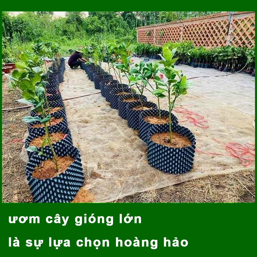 [SALE] 50 MÉT Bầu ươm cây V6 CAO 30CM dày 6mm, cắt theo mét dài khách đặt, tặng ốc vít-77900