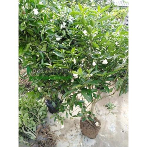 HOA NGỌC BÚT CÁNH KÉP - cây cao 50-60cm