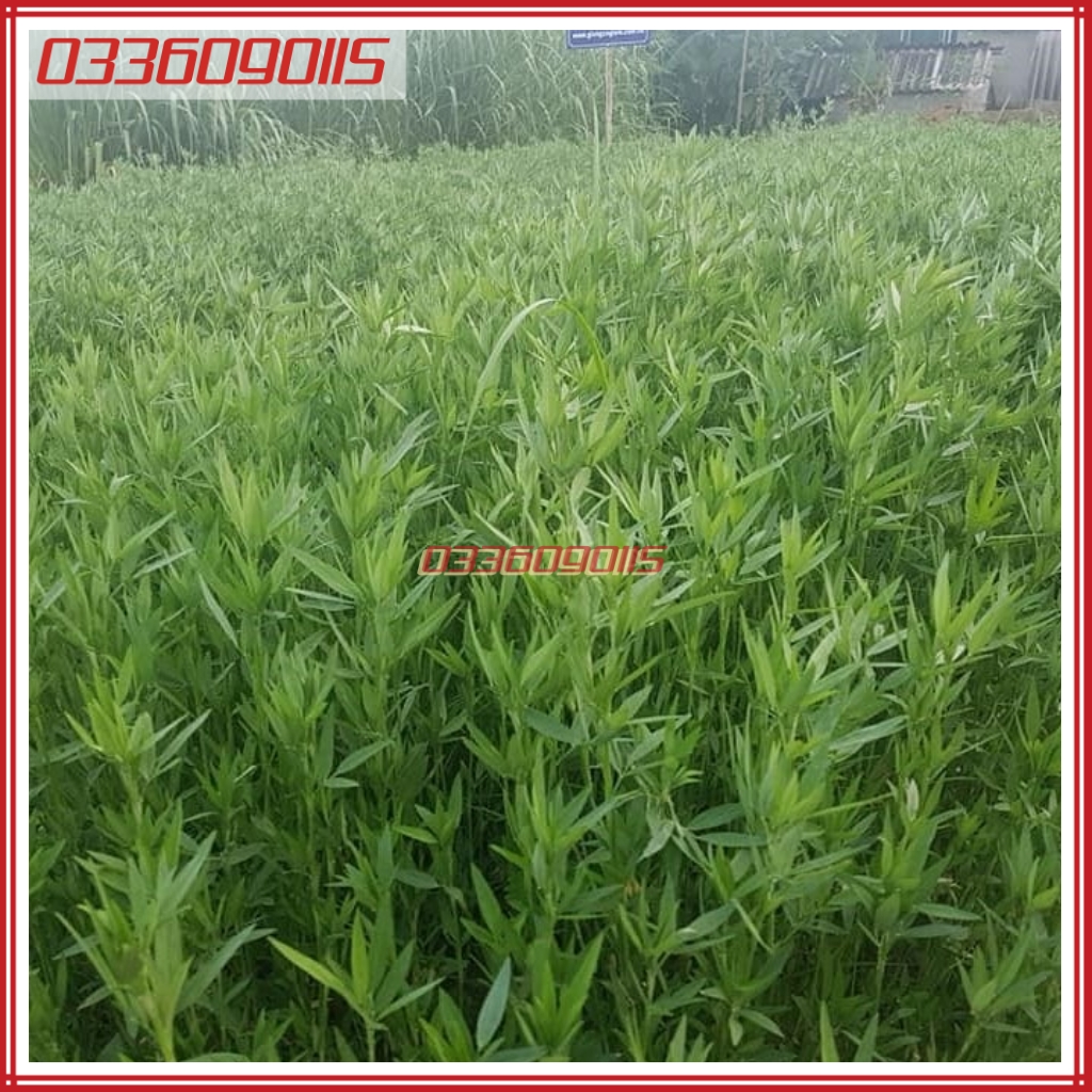 500g Hạt giống cỏ đậu stylo giàu dinh dưỡng dùng cho chăn nuôi - Hạt giống cỏ chăn nuôi loại 1