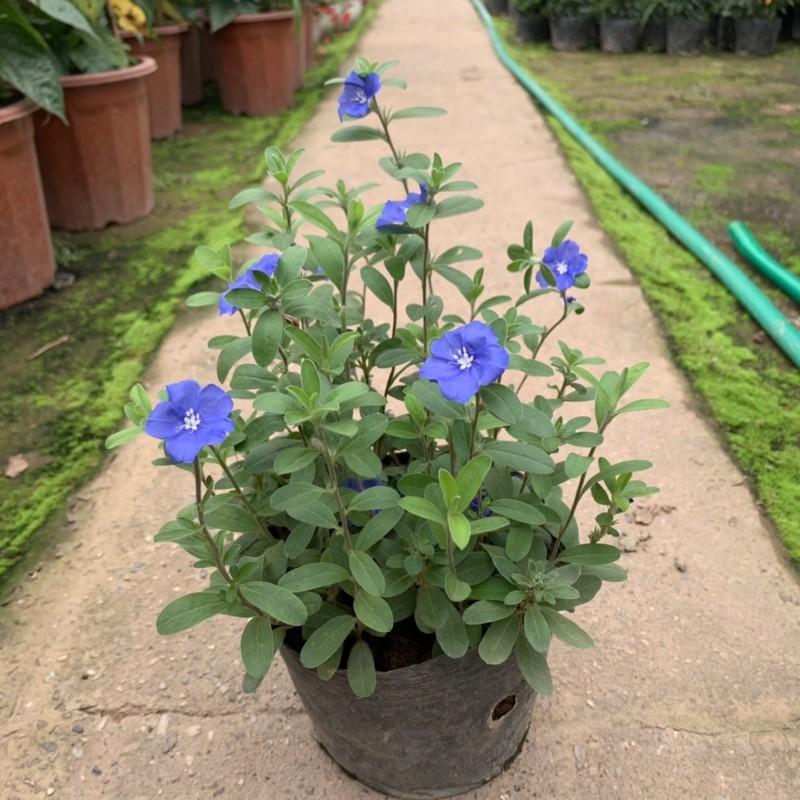 Cây hoa thanh tú cao 20cm, cây hoa cảnh nở quanh năm rất dễ chăm sóc, trồng trang trí sân vườn, công viên và công trình