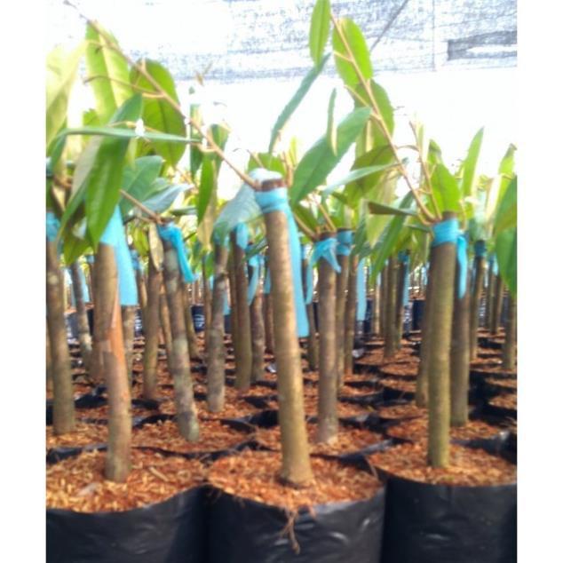 Cây Giống Sầu Riêng MusangKing D197 Malaysia