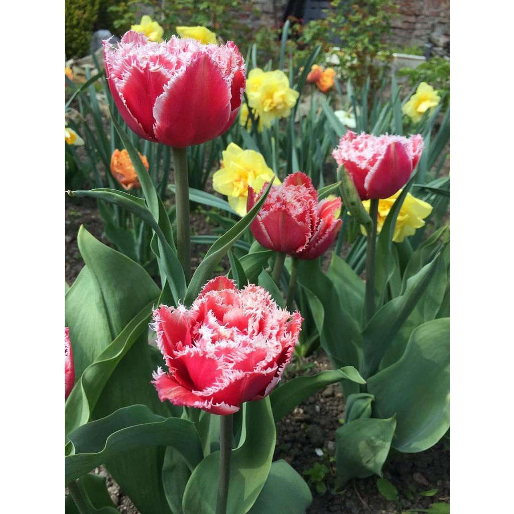 5 củ giống hoa tulip hoa kép màu đỏ