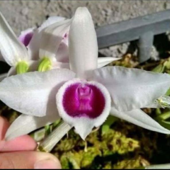 1 BẢNG PHI ĐIỆP 5CT HỌNG TÍM TO ĐẸP HÀNG GIEO HẠT