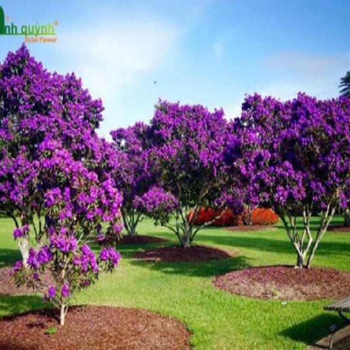 CHẬU HOA MUA TÍM THÁI LAN
