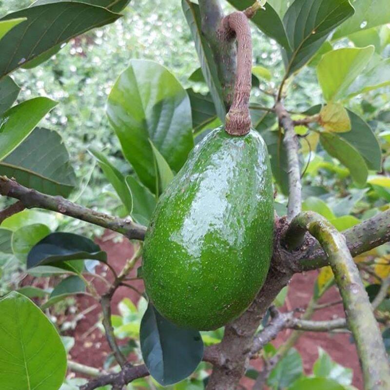 CÂY GIỐNG BƠ RUỘT ĐỎ GHÉP SIÊU SỚM