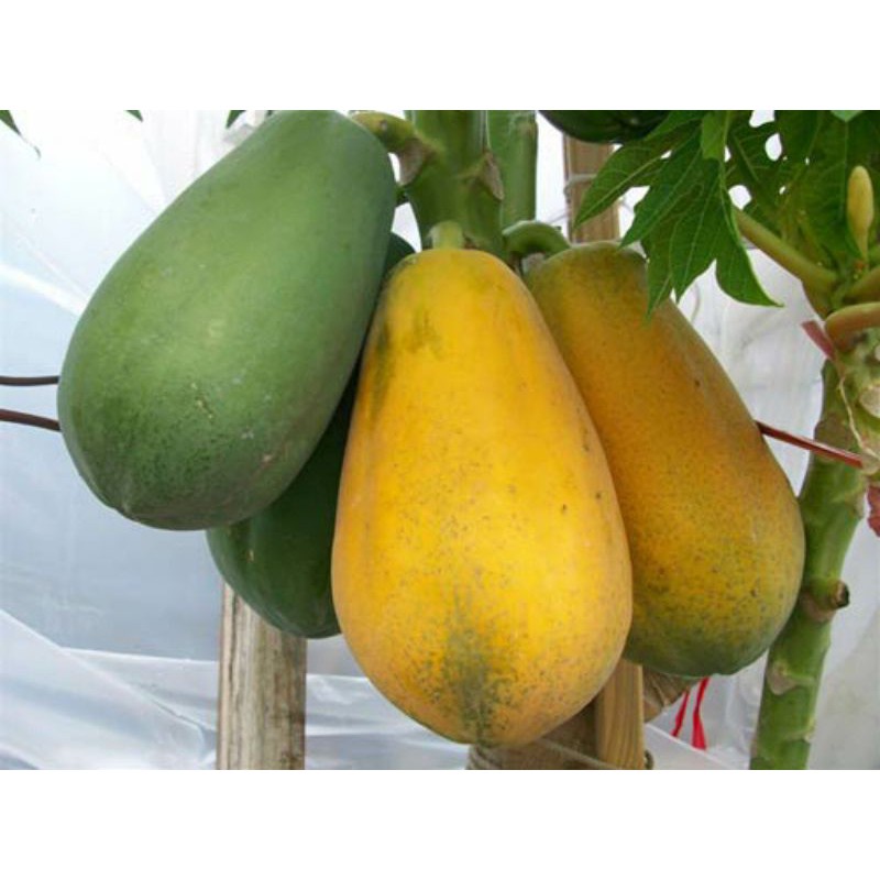 Cây đu đủ lùn ruột đỏ siêu trái