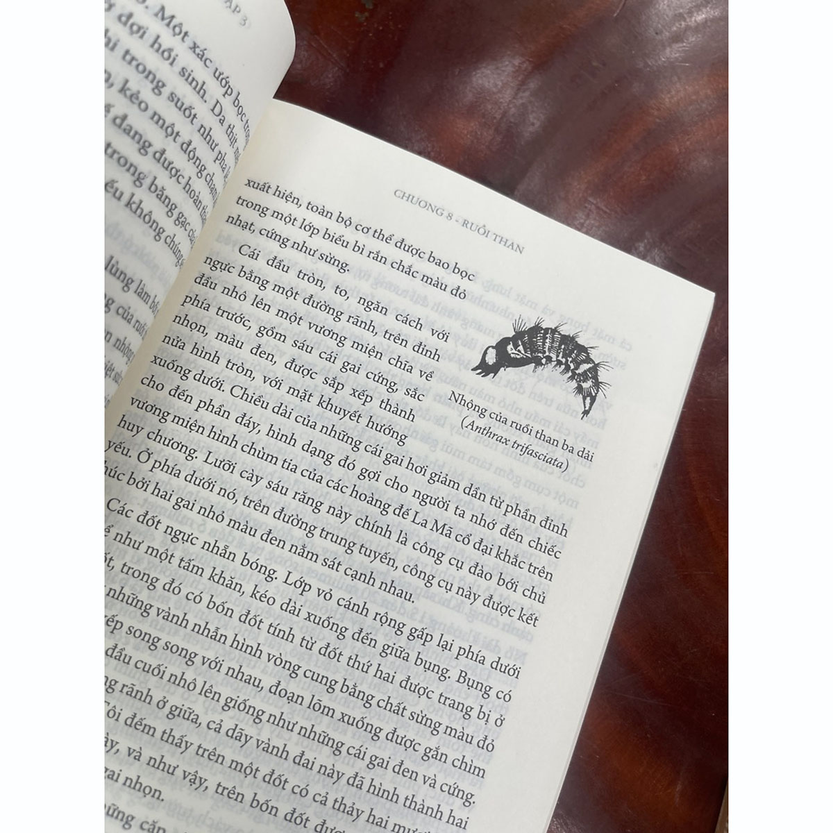 Côn Trùng Ký (Ấn Bản Đầy Đủ Nhất) -Tập 3