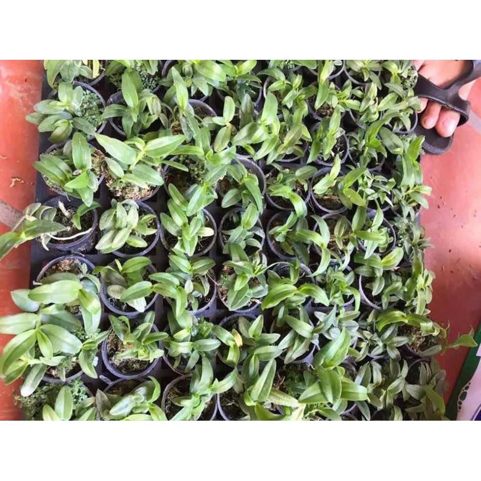 Phi điệp xước giống