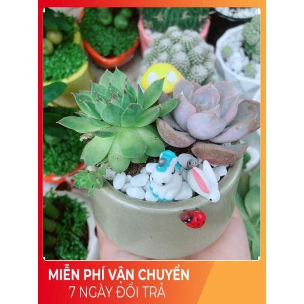 Chậu Sen Đá Tiểu Cảnh