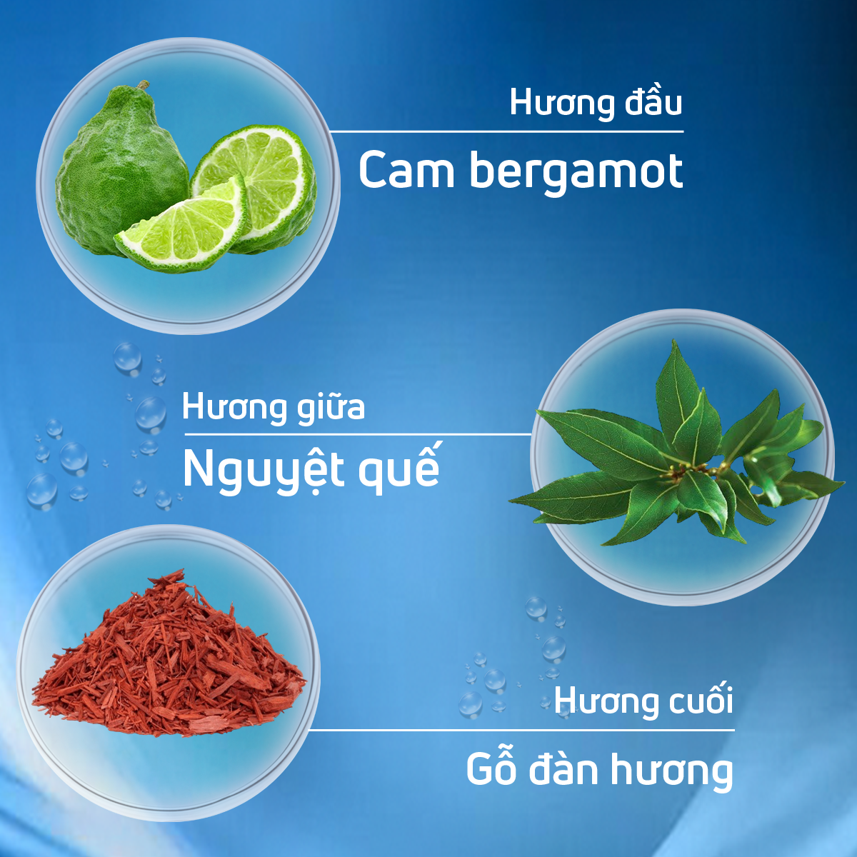 Nuoc hoa adopt,nước hoa pháp cao cấp L'eau Virile hương thơm mạnh mẽ cuốn hút dung tích 30ml