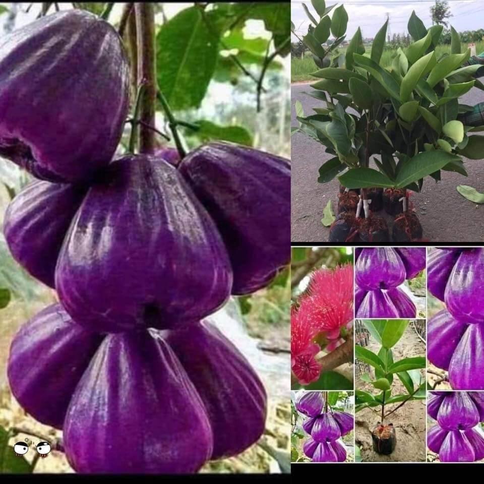 Cây giống mận tím roi trái sớm