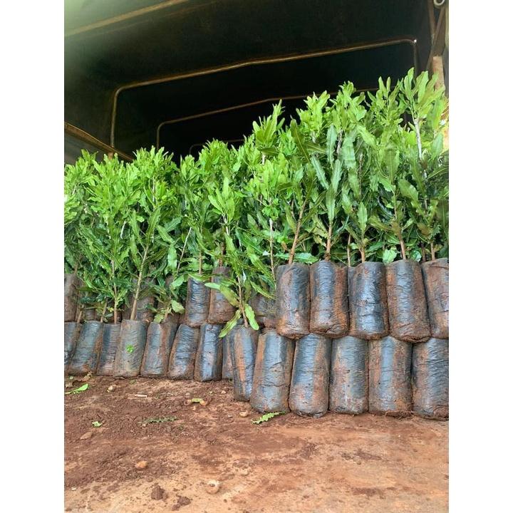 Cây giống MẮC CA OC ghép . ()