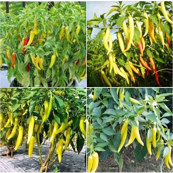Hạt giống ớt sùng vàng châu phi 0.1gr/gói