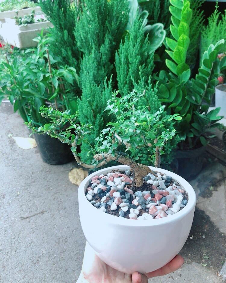 Chậu Cây Cần Thăng