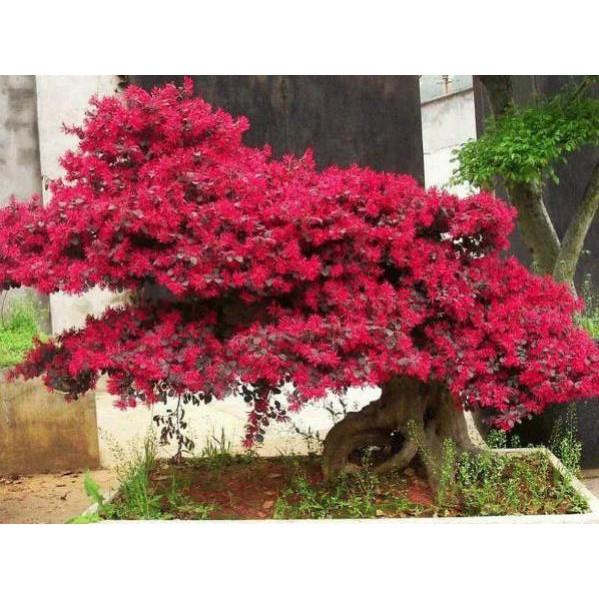Cây hồng phụng + Tặng phân hữu cơ cao cấp