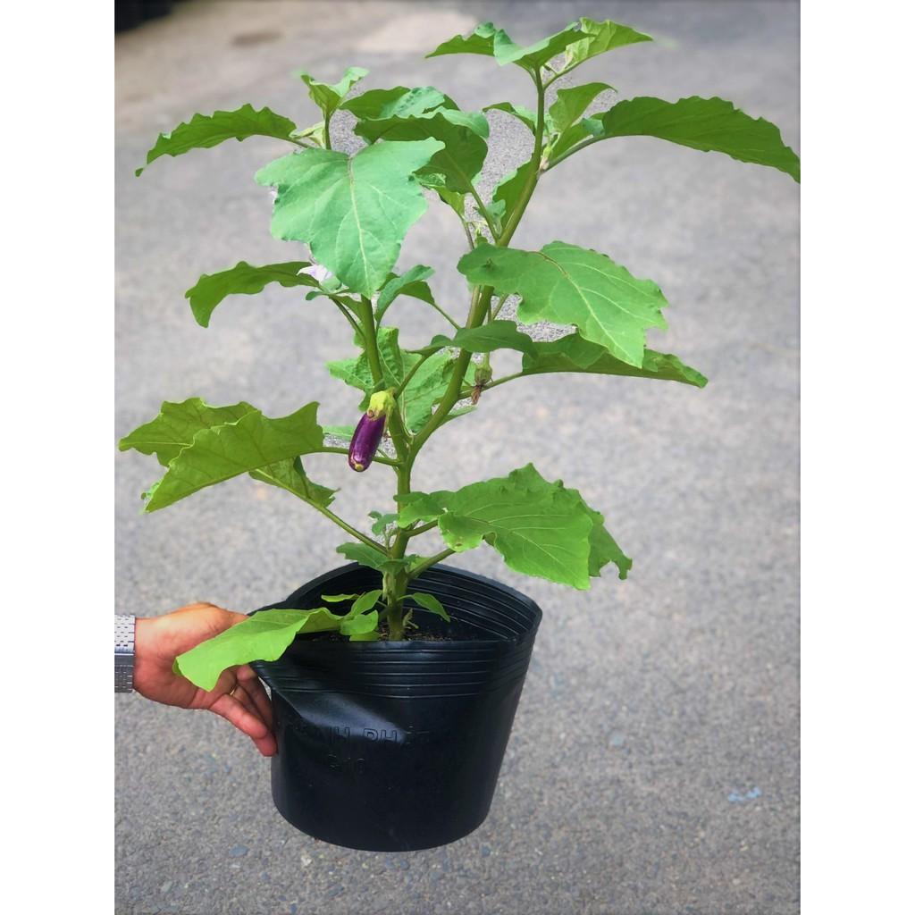 Chậu cây cà tím trái dài
