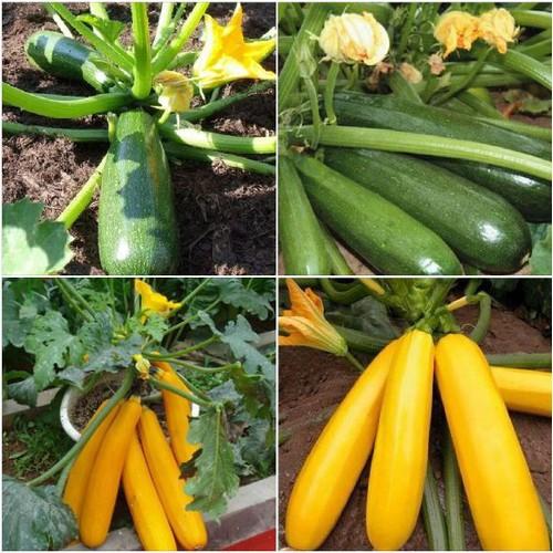 COMBO 5 gói hạt giống bí ngòi mix - TẶNG 1 phân bón