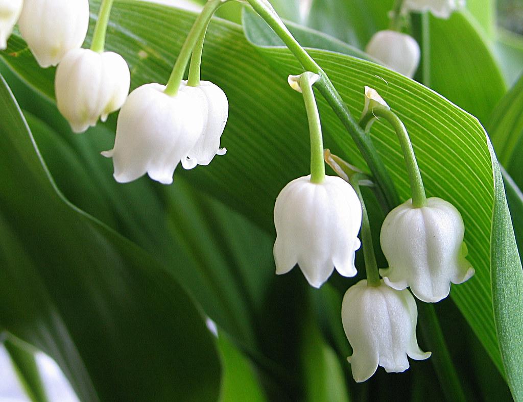 Ly nến thơm tinh dầu Bolsius Lily of the Valley 105g QT024330 - hoa lan chuông, nến trang trí, thơm phòng, thư giãn, hỗ trợ khử mùi