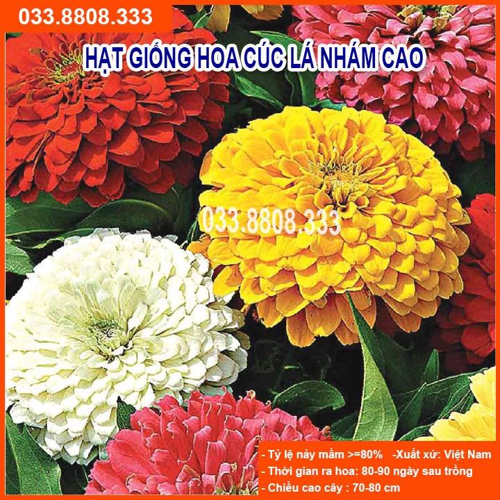 Hạt Giống Hoa Cúc Lá Nhám Cao -Hoa Đẹp Nhiều Màu