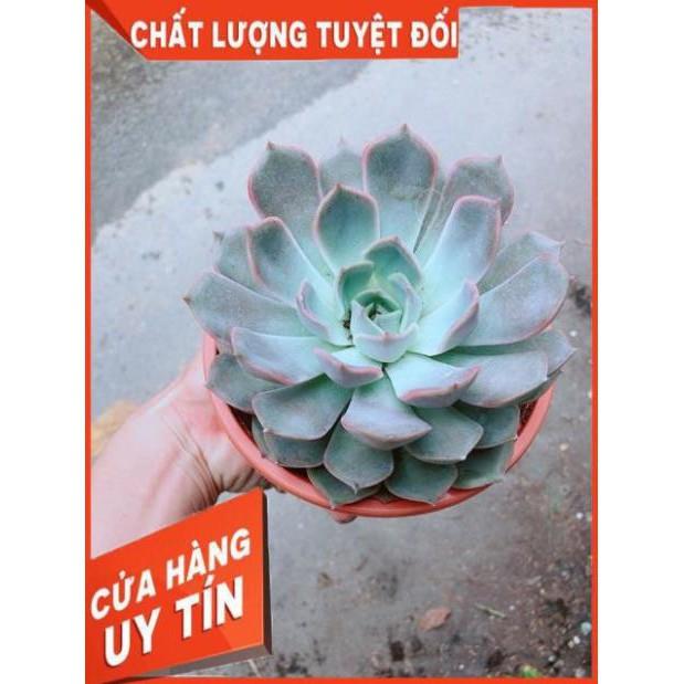 Sen Đá Size Đại 2