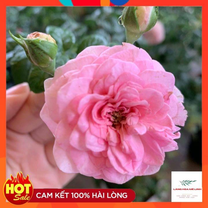 Combo 3 cây hoa hồng ngoại bất kỳ - cây giao đã có nụ, và hoa, cây phát triển tốt.