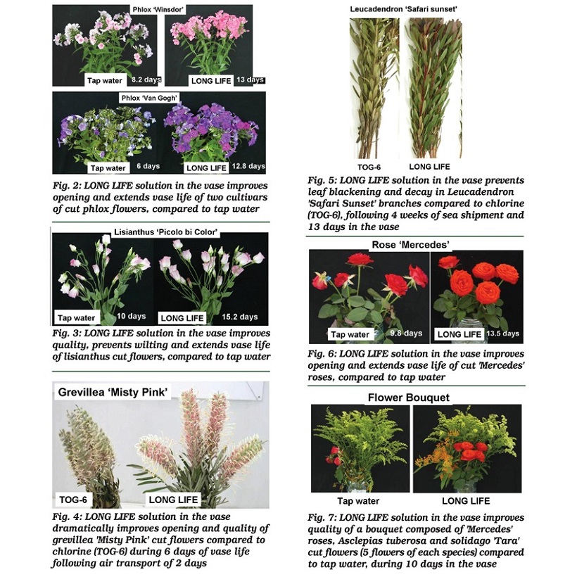 Bột Dưỡng Hoa Cắt Cành Longlife - Food for Cut Flowers - nhập khẩu ISRAEL giúp hoa tươi gấp 2 lần và 14 ngày không thay nước hay cắt tỉa lại gốc hoa