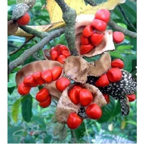 Cây dổi ghép