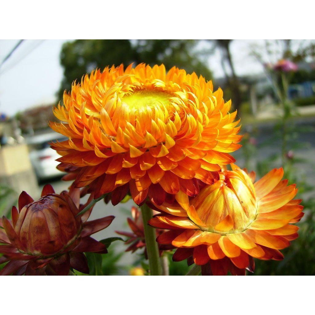 Gói 100 hạt giống hoa cúc bất tử