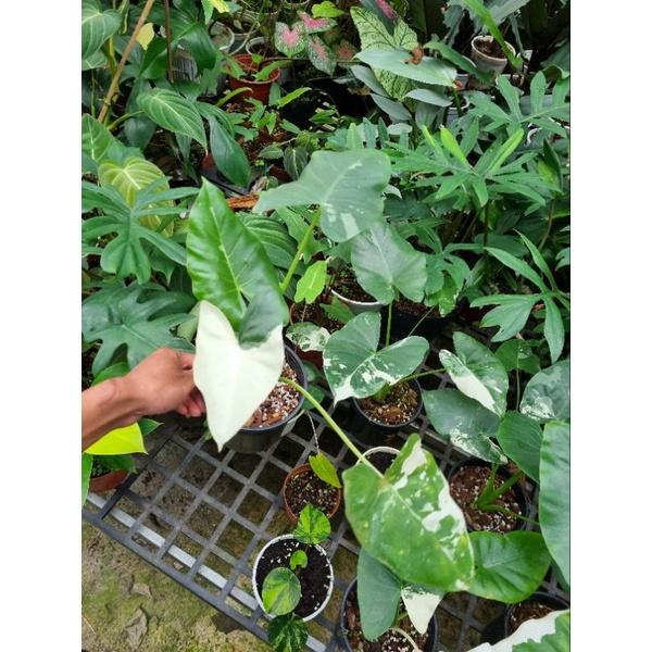 Ráy var (Alocasia macrrorrhiza albo variegated)