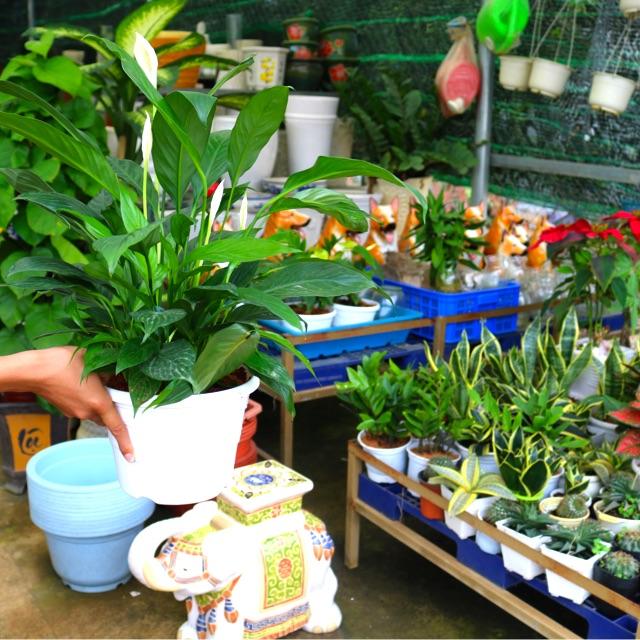 Chậu Nhựa cây Lan Ý tặng kèm đá trang trí