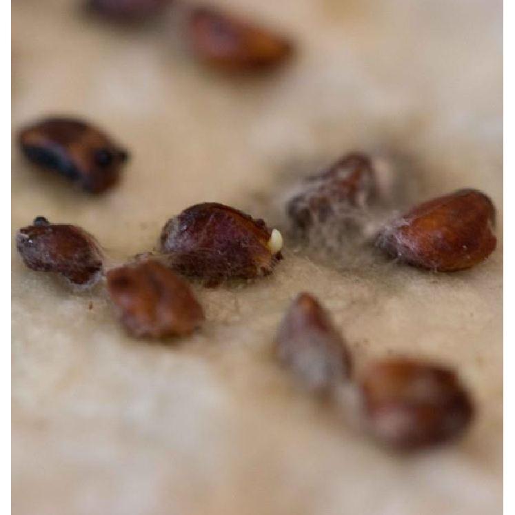 Hạt giống hoa hồng vân khôi 20 hạt/gói