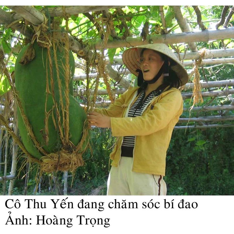 Hạt Giống Bí Đao Khổng Lồ -