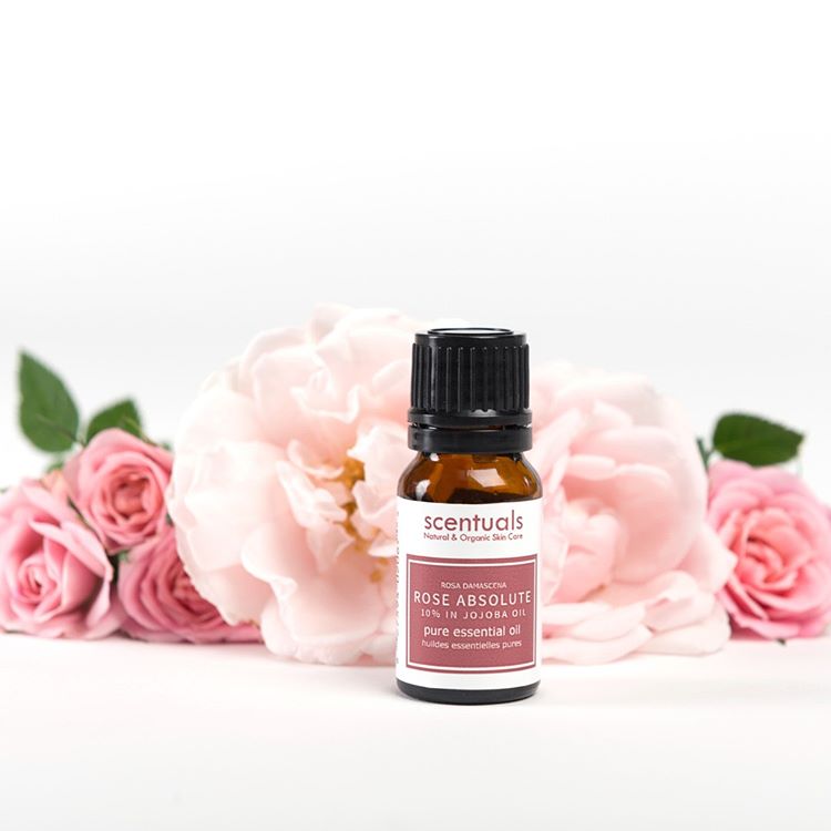 Tinh dầu hoa hồng 10% dầu jojoba - Pure essential oil 10 ml - ROSE ABSOLUTE 10% IN JOJOBA OIL