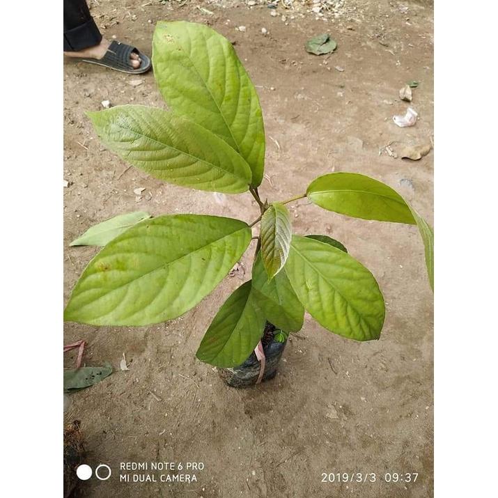 CÂY GIỐNG DÂU DA XANH 2 NĂM CHO TRÁI