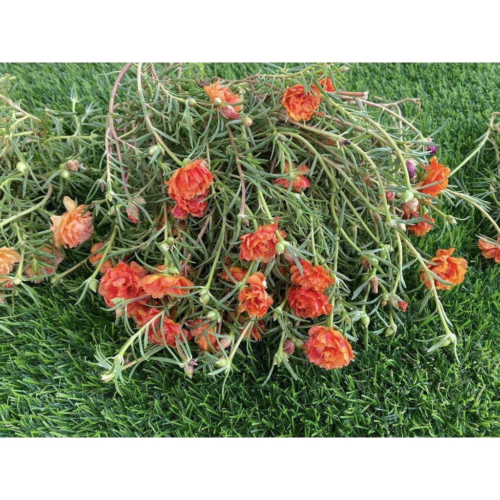 Hoa Mười Giờ 1 kg Cành Thái Kép MÀU CAM MỚI Cành Tơ Siêu Khỏe Ra Rễ Sau 3 Ngày Hoa Mười Giờ Bonsai & Phụ Kiện