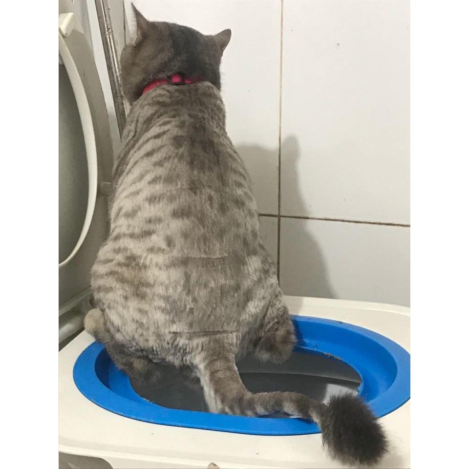 Bộ dạy mèo đi vệ sinh bồn cầu